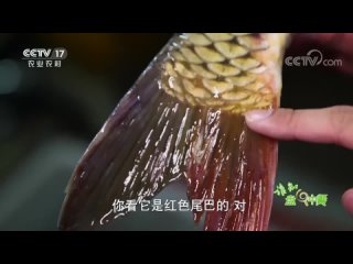 red-tailed carp [h ngw i l y] "hung wei liyu".