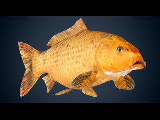 golden carp [j n l y ] "jin liyu".